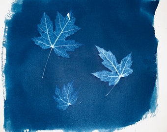 Cyanotype: Flagstaff, Arizona, Big Tooth Maple Leaves. (11 x 10” inches).