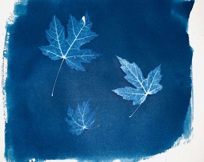 Cyanotype: Flagstaff, Arizona, Big Tooth Maple Leaves. (11 x 10” inches).