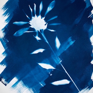 May include: A cyanotype print of a white flower with a long stem and leaves against a dark blue background.