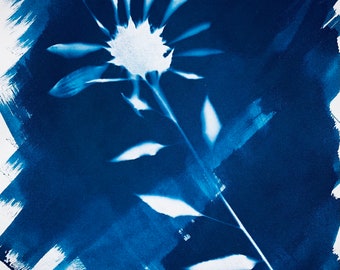 Arizona Sunflower Cyanptype, 8x10” inches