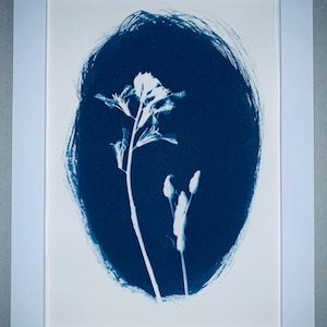 Cyanotype Framed Print Arizona Whirling Butterflies and Lupine 5x7&quot; Inches