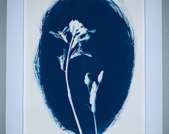 Cyanotype Framed Print Arizona Whirling Butterflies and Lupine 5x7" Inches