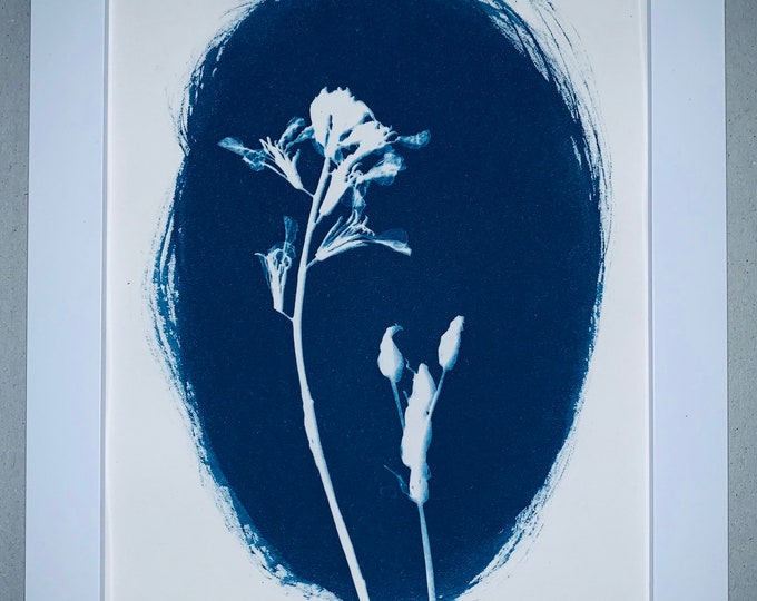 Cyanotype Framed Print Arizona Whirling Butterflies and Lupine 5x7" Inches