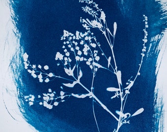 Cyanotype Print Grassy Arizona Plants, Yellow Sweet Clover 5x7”