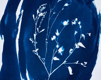 Arizona Globe Mallow Cyanotype, 8x10” inches