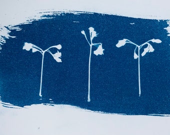 Cyanotype Triptych Print Small Arizona Flower Blossoms. Growing in New Ways