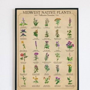 Wildflower poster, Pollinator plants poster, Vintage wildflower print, Midwest native plant poster, Prairie plants print , Bee donationt