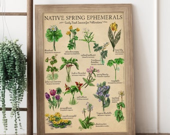 Spring wildflower print, Pollinator plants poster, Vintage wildflower, Spring native plants, Ephemeral art, 11 x 14 print art wildflower