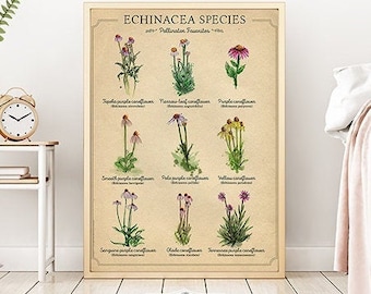 Echinacea Print, Coneflower Art, 11 x 14 Flower print, 16 x 20 Local native poster, Wildflower Poster, Pollinator poster, Prairie flower art