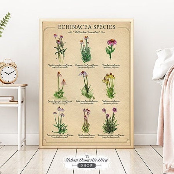 Echinacea Print, Coneflower Art, 11 x 14 Flower print, 16 x 20 Local native poster, Wildflower Poster, Pollinator poster, Prairie flower art