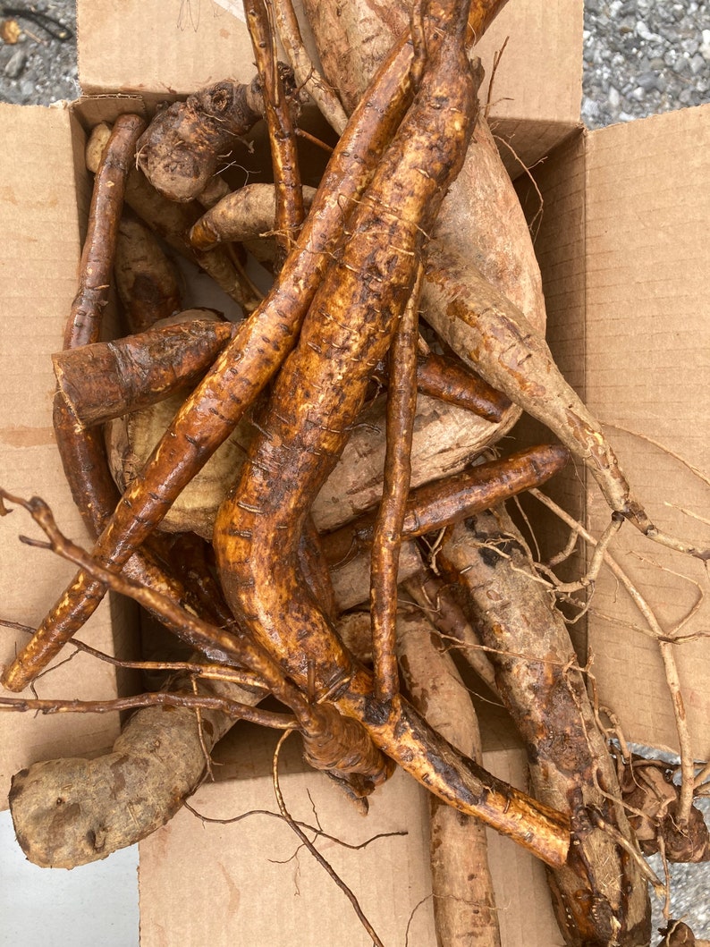 Fresh Kudzu Root gegen / Kuzu Etsy