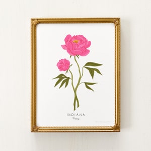 Indiana State Flower Print | CUSTOMIZABLE | Peony Print, Indiana State Flower, Peony Art Print, Indiana Peony Print, Indiana Hometown Art