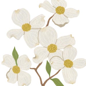 Puede incluir: Un grupo de flores blancas de cornejo con centros amarillos. Las flores est&aacute;n dispuestas en una rama con hojas verdes.