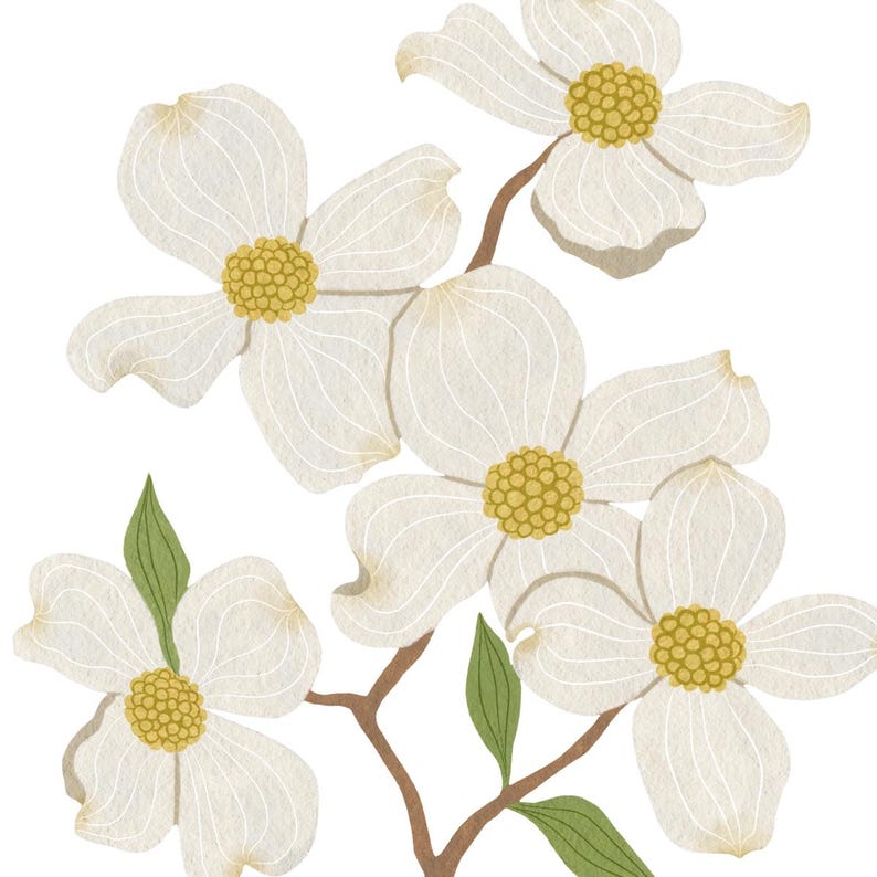 Puede incluir: Un grupo de flores blancas de cornejo con centros amarillos. Las flores est&aacute;n dispuestas en una rama con hojas verdes.