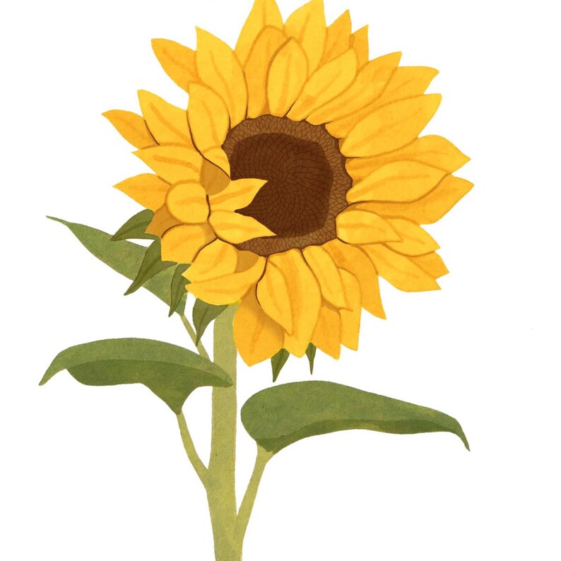 May include: A single sunflower with yellow petals and a brown center. The sunflower is facing to the right and has green leaves.