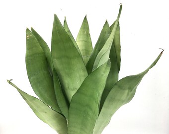 SANSEVIERIA TRIFASCIATA Moonshine plant