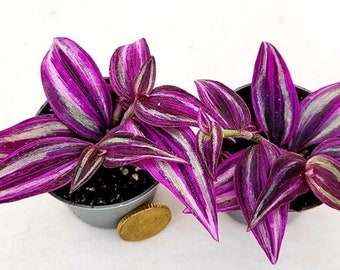 Purple Foliage Tradescantia Pink Paradise - Wandering Jew Indoor House Plant in 7 cm Pot