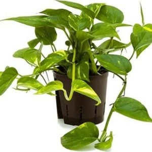 Scindapsus  Golden pothos  Devils Ivy in 12 cm pot