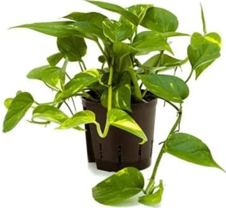 Scindapsus Golden pothos Devils Ivy in 12 cm pot image 1