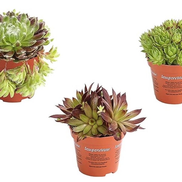 3 x Garden Sempervivum Real Plants Set of 3 Hardy in 9cm Pot