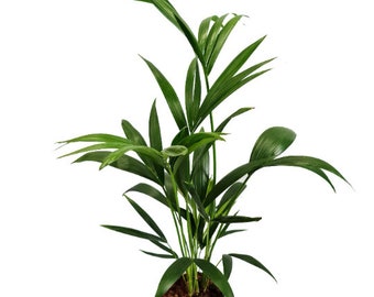 Kentia Palm Howea Forsteriana 90cm houseplant
