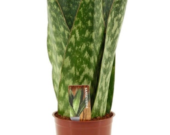 Rare Snake plant air - Sansevieria Jamaiquina Queen - indoor houseplant in 9 cm pot 24 cm height