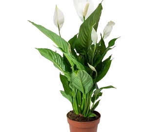 Spathiphyllum Sweet Chico- Peace lily in 12cm pot