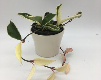 Hoya Carnosa albomarginata in 10cm pot