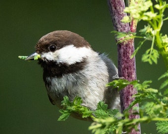 Blank Nature Greeting Card: Chestnut-backed Chickadee (Vertical)