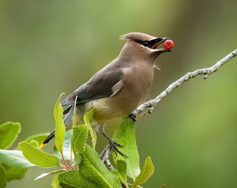 Blank Nature Greeting Card: Cedar Waxwing and Toyon (Vertical)