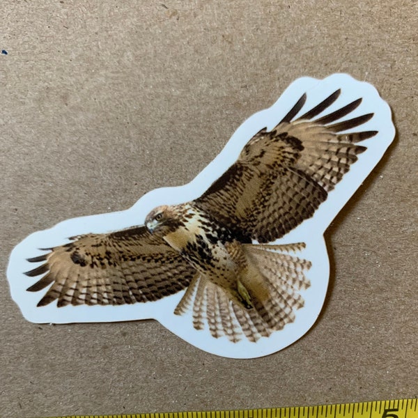 Die-cut Sticker: Red-tailed Hawk