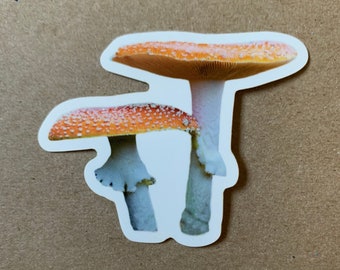 Die-cut Sticker: Twin Mushrooms
