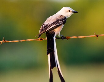 Blank Nature Greeting Card: Scissor-tailed Flycatcher (Vertical)