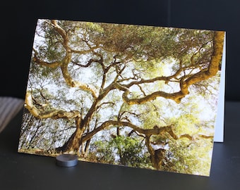 Blank Nature Greeting Card: Live Oak