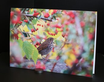 Blank Nature Greeting Card: Hermit Thrush