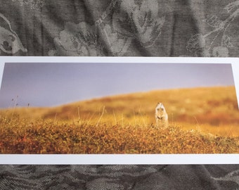 Blank Nature Pano Card: Arctic Ground Squirrel