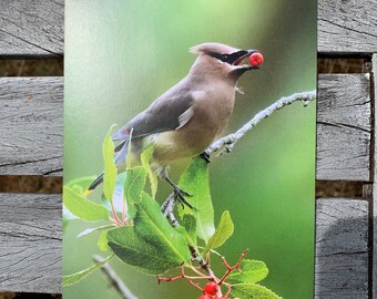 Postcard: Cedar Waxwing and Toyon
