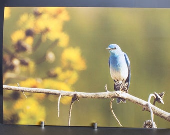 Blank Nature Greeting Card: Mountain Bluebird