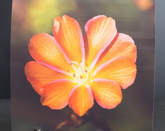 Blank Nature Greeting Card (Square): Lewisia