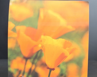 Blank Nature Greeting Card (Square): Poppy Trio