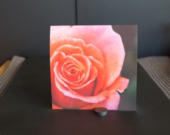Blank Nature Greeting Card (Square): Offset Rose