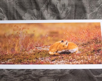 Blank Nature Pano Card: Tundra Slumber