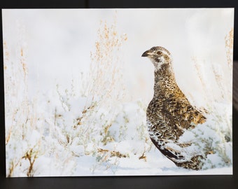 Blank Nature Greeting Card: Snow Queen (sage-grouse)