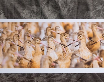 Blank Nature Pano Card: Against the Grain (Shorebirds)