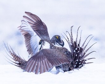 Blank Nature Greeting Card: Grouse Fight