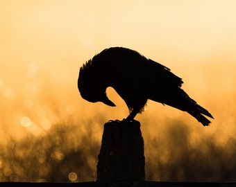 Blank Nature Greeting Card: Golden Morning Crow
