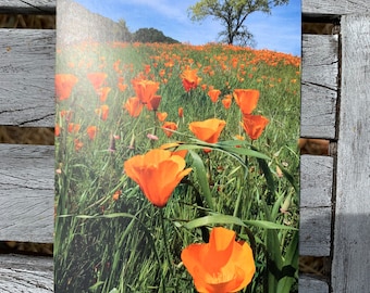 Postcard: California Poppies