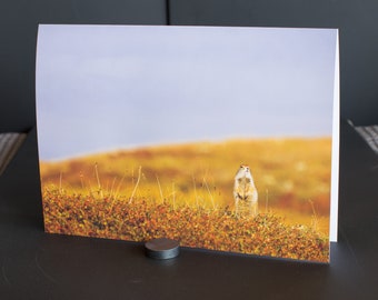 Blank Nature Greeting Card: Arctic Ground Squirrel