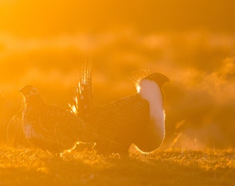 Blank Nature Greeting Card: Grouse in Golden Light
