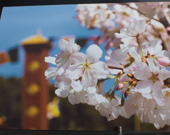 Blank Nature Greeting Card: Cherry Blossoms and Prayer Flags